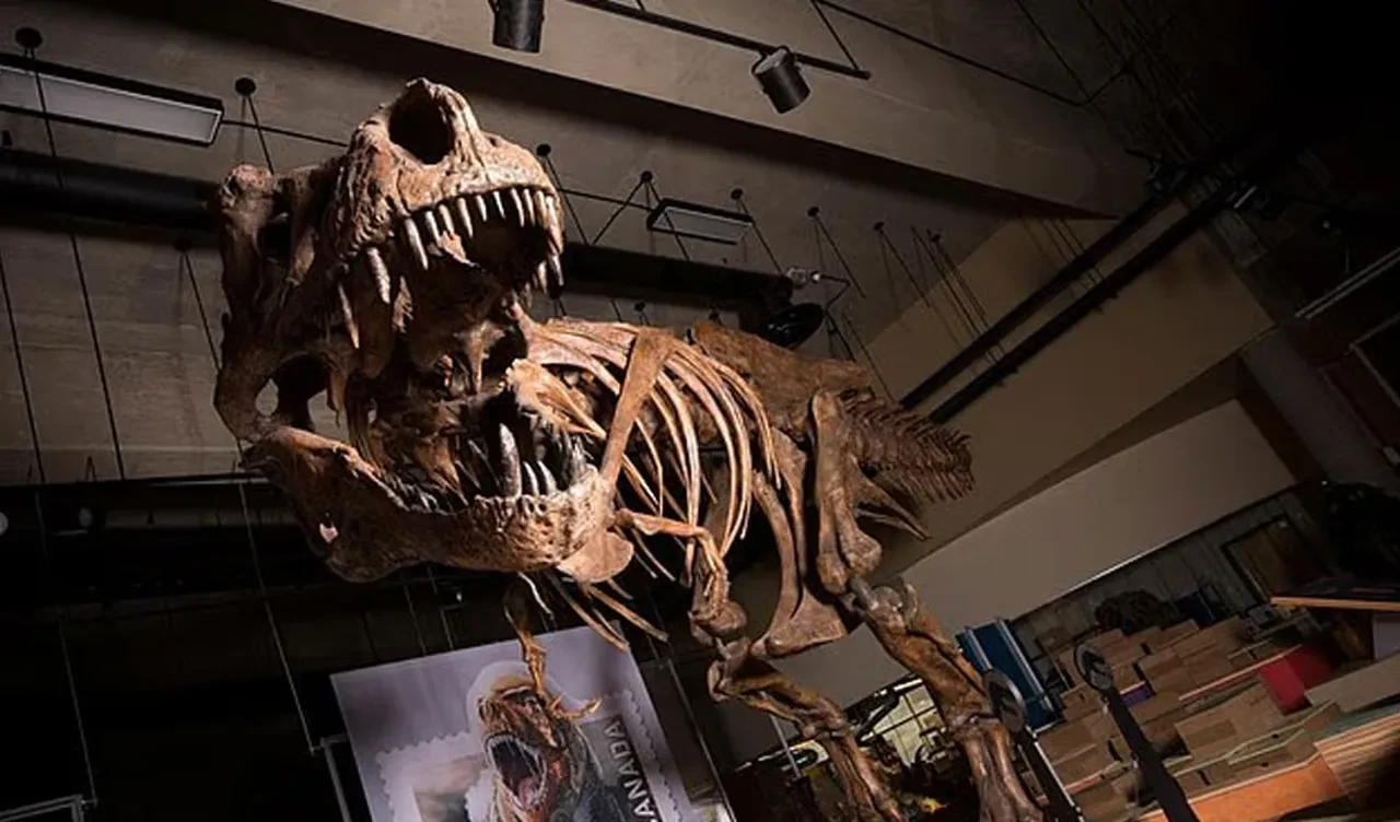 Dünyanın en büyük T-Rex'i nasıl öldü? 66 milyon yıl sonra ortaya çıktı