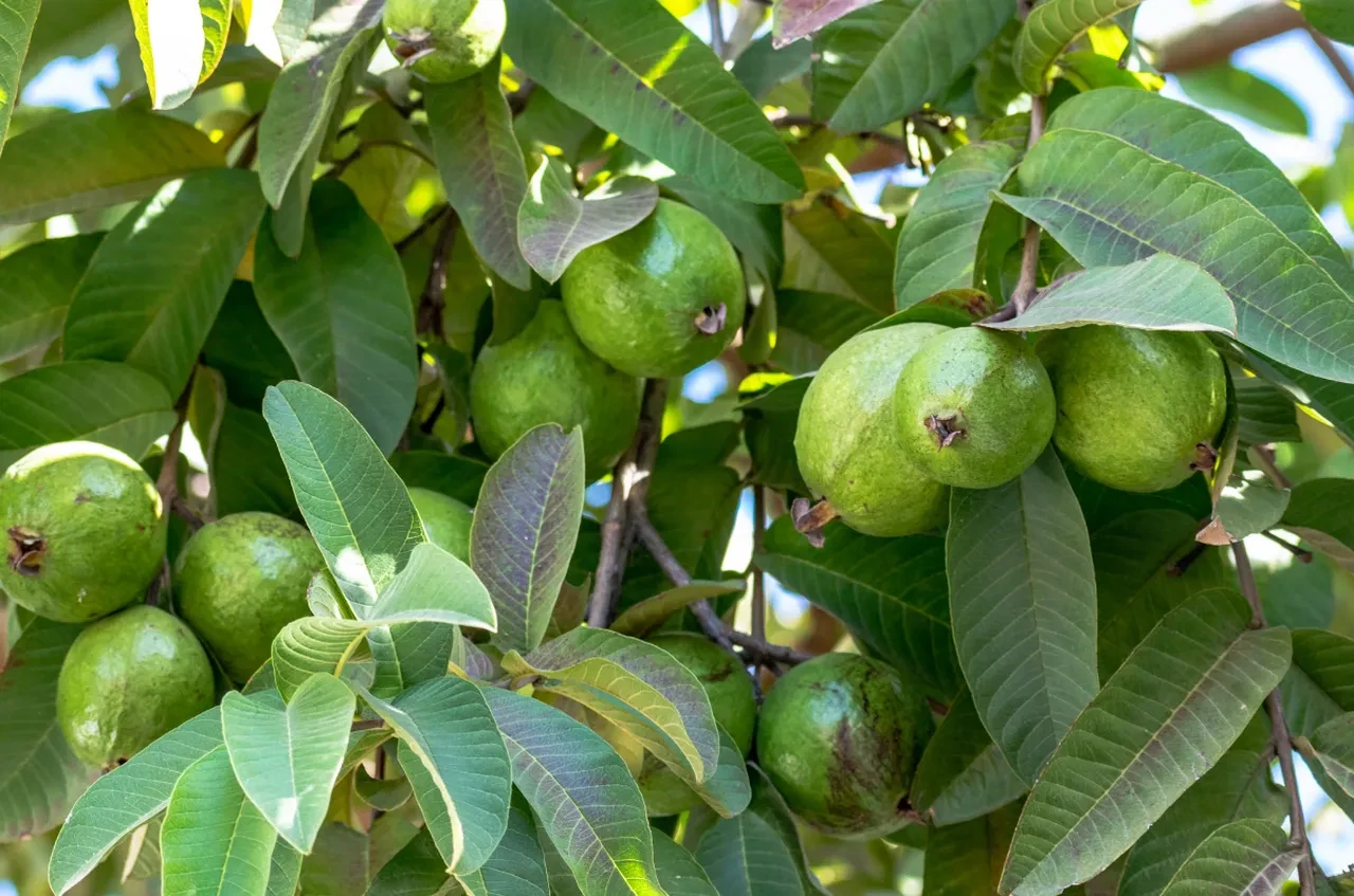 Zayıflama iğnelerinin ardından gözler guava meyvesine çevrildi!