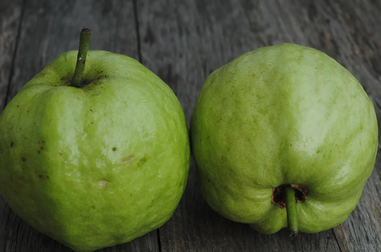 Zayıflama iğnelerinin ardından gözler guava meyvesine çevrildi!