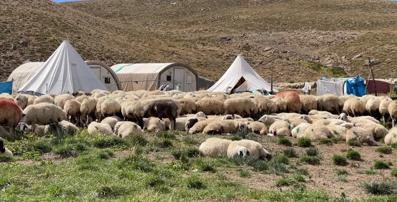 çoban