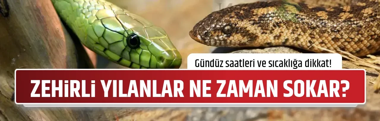 ZEHİRLİ YILANLAR NE ZAMAN SOKAR?