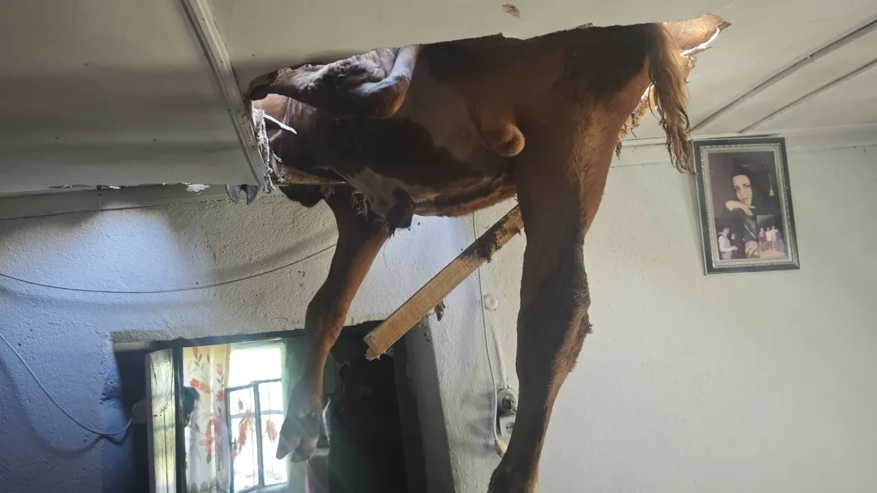 Evin salonunda gözlerine inanamadılar: Tavandan boğa sarktı