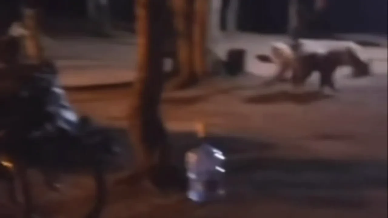 Uludağ’da bir ayı kamp alanına indi! Ailenin korkulu anları kamerada