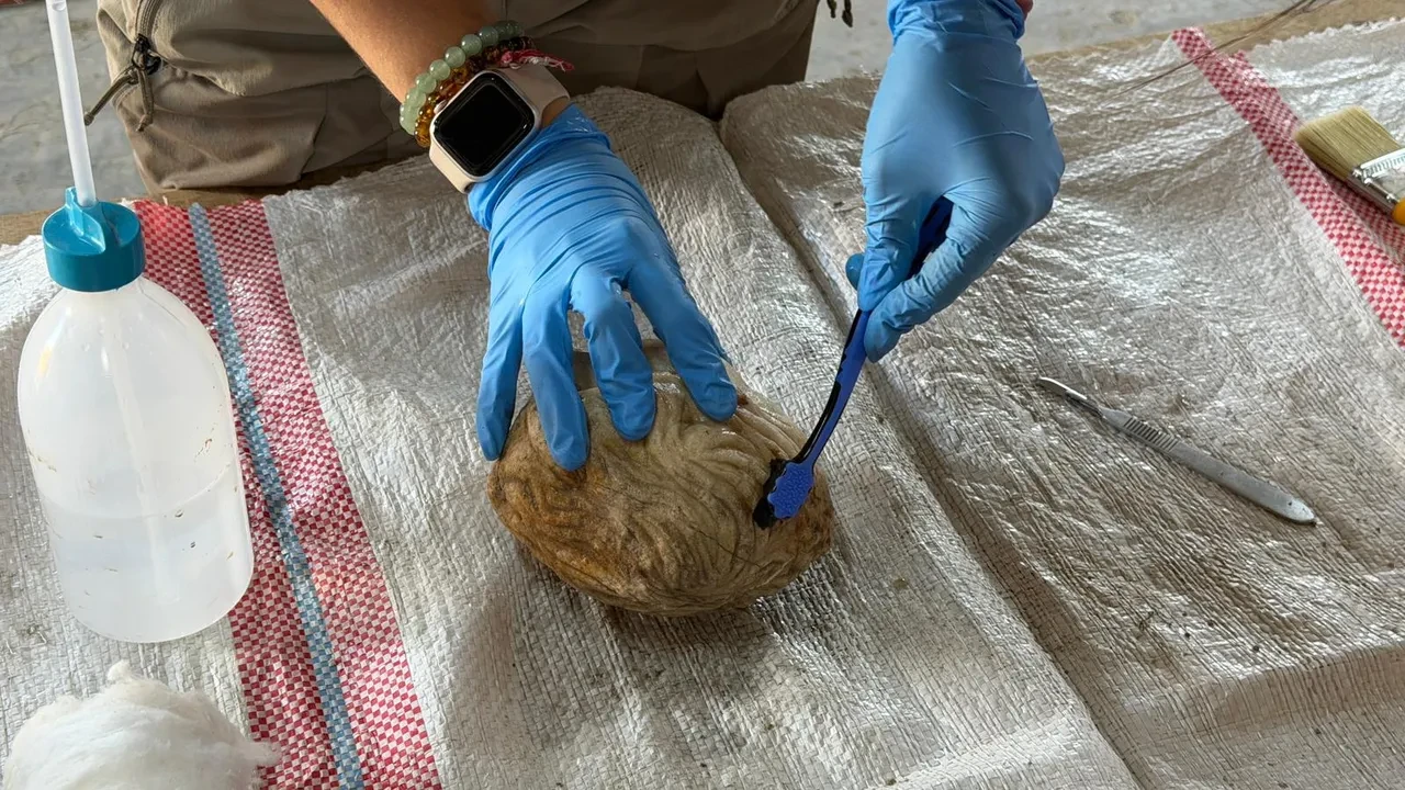 Pompeiopolis’te binlerce yıllık miras gün ışığına kavuştu! 105 metrekarelik mozaik ortaya çıkarıldı