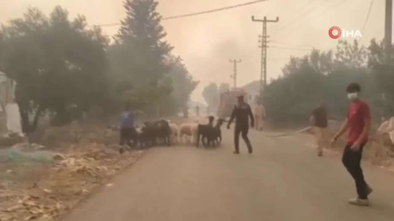 Alevlerin arasında can pazarı: Koyunlar son anda kurtarıldı