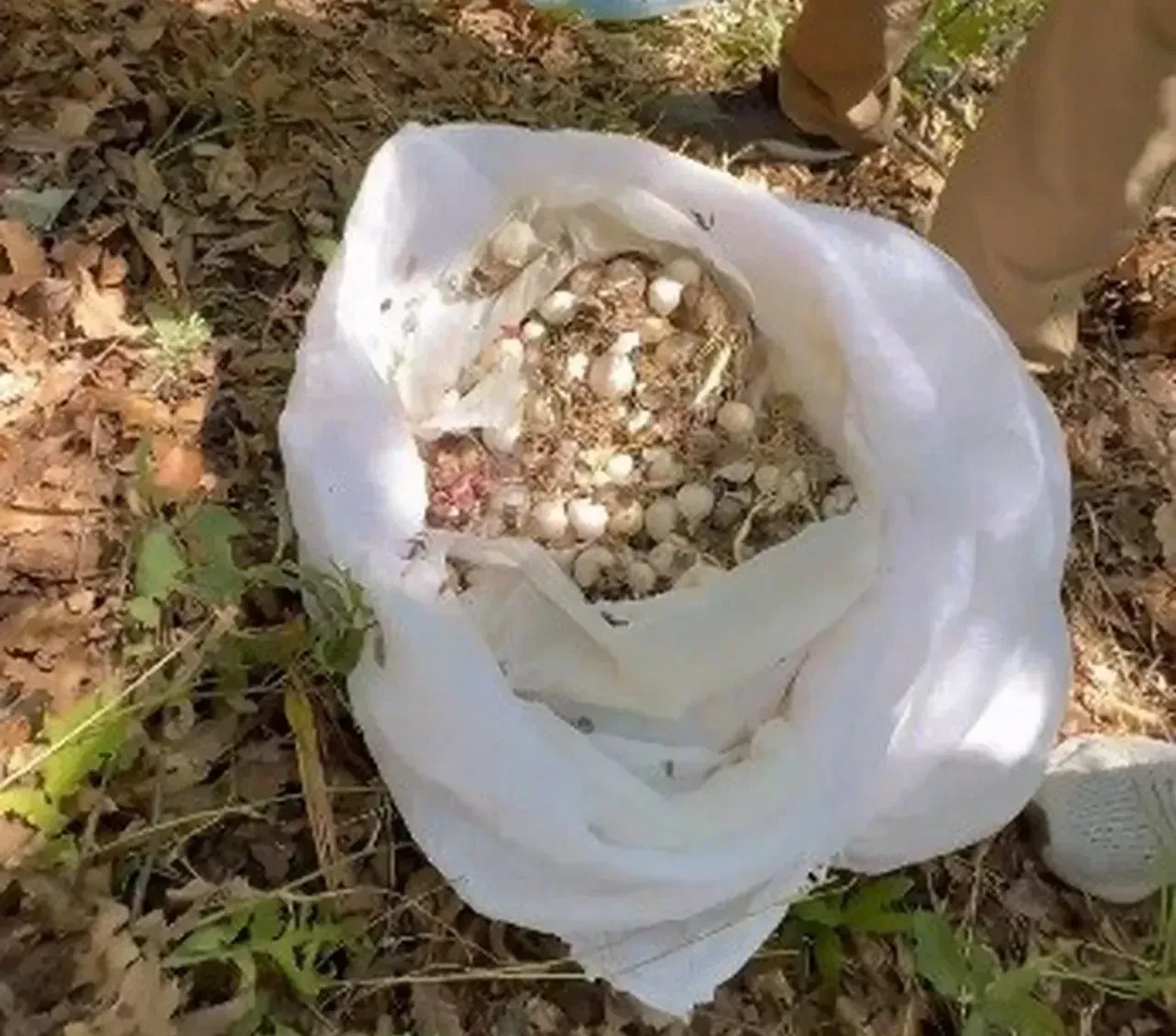 Dağdaki sarımsağı topladılar: 2 milyon ceza aldılar