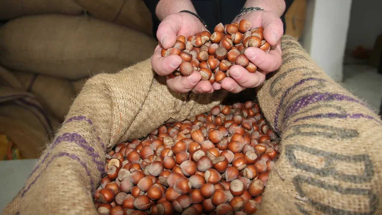 Fındık üreticisinin yüzü güldü! 255 TL’lik fiyat randımanla 280 TL’yi buluyor