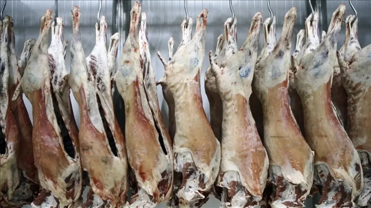 TİGEM 20 bin kilo karkas sığır eti satacak! Kilogram fiyatı 400 TL: Şartlar belli oldu