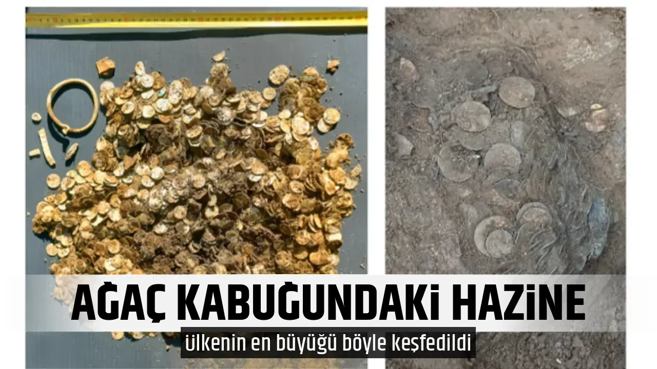 AĞAÇ KABUĞUNDAKİ HAZİNE 