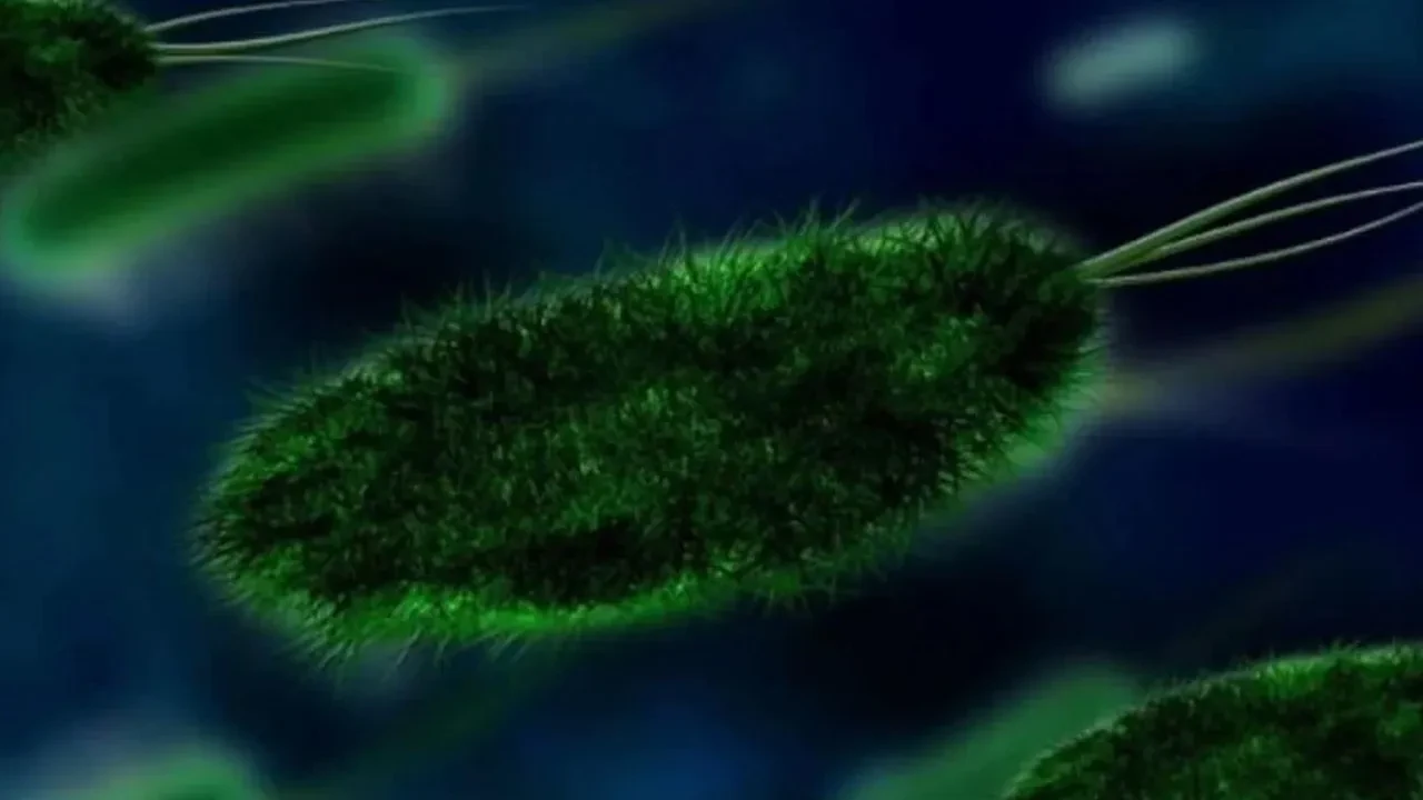 Belçika'daki Salmonella salgınında vaka artışı