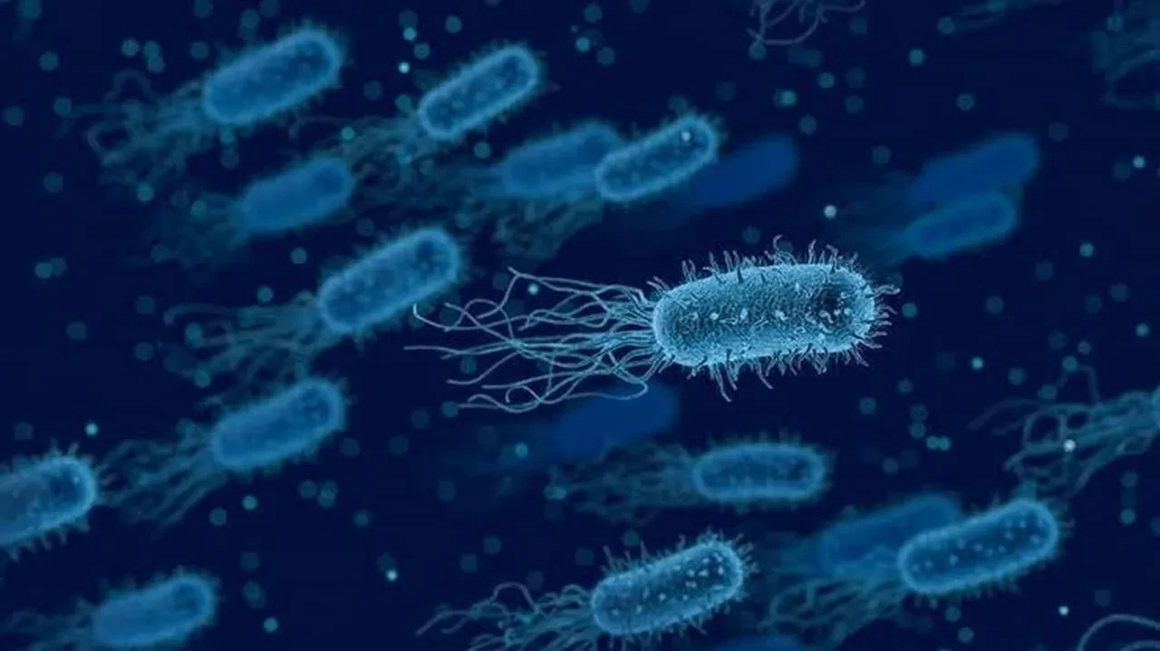 Belçika'daki Salmonella salgınında vaka artışı