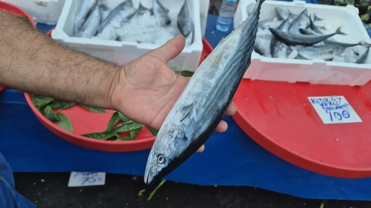 Fırtınaya rağmen tezgâhların gözdesi: Palamudun tanesi 75 liraya kadar indi