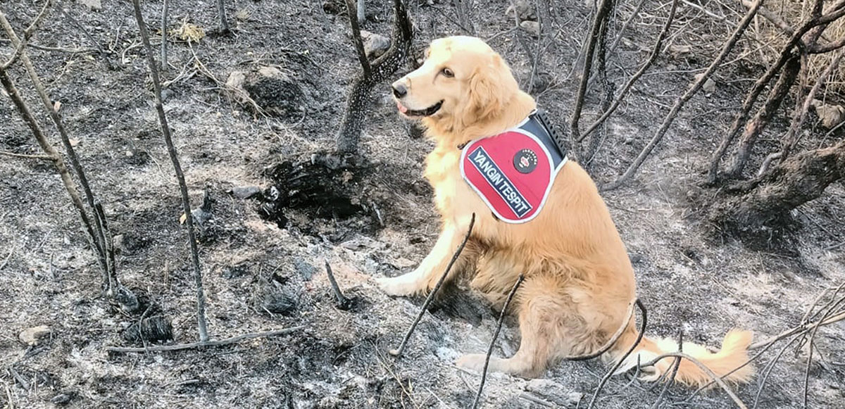 <p>Orman yangınının çıkış noktasını ise Antalya İl Jandarma Komutanlığı bünyesinde görev yapan yangınını Türkiye’nin Tek Yangın Tespit Köpeği ‘Kadro’ buldu. </p>