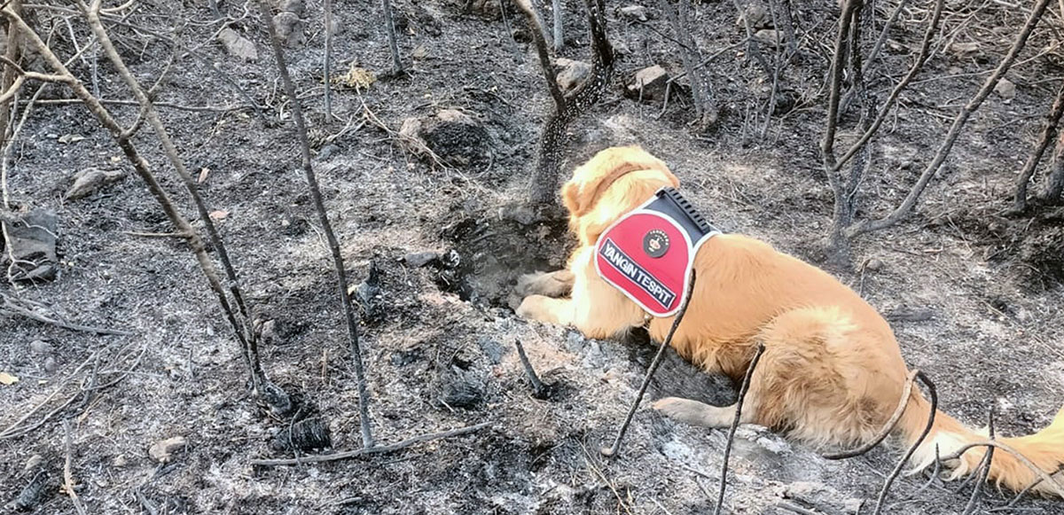 <p>Kundaklanma şüphesinin bulunduğu alanlarda hassas burnu ile yanıcı maddenin bulunduğu alanı tespit edebiliyor ve tepki veriyor.</p>