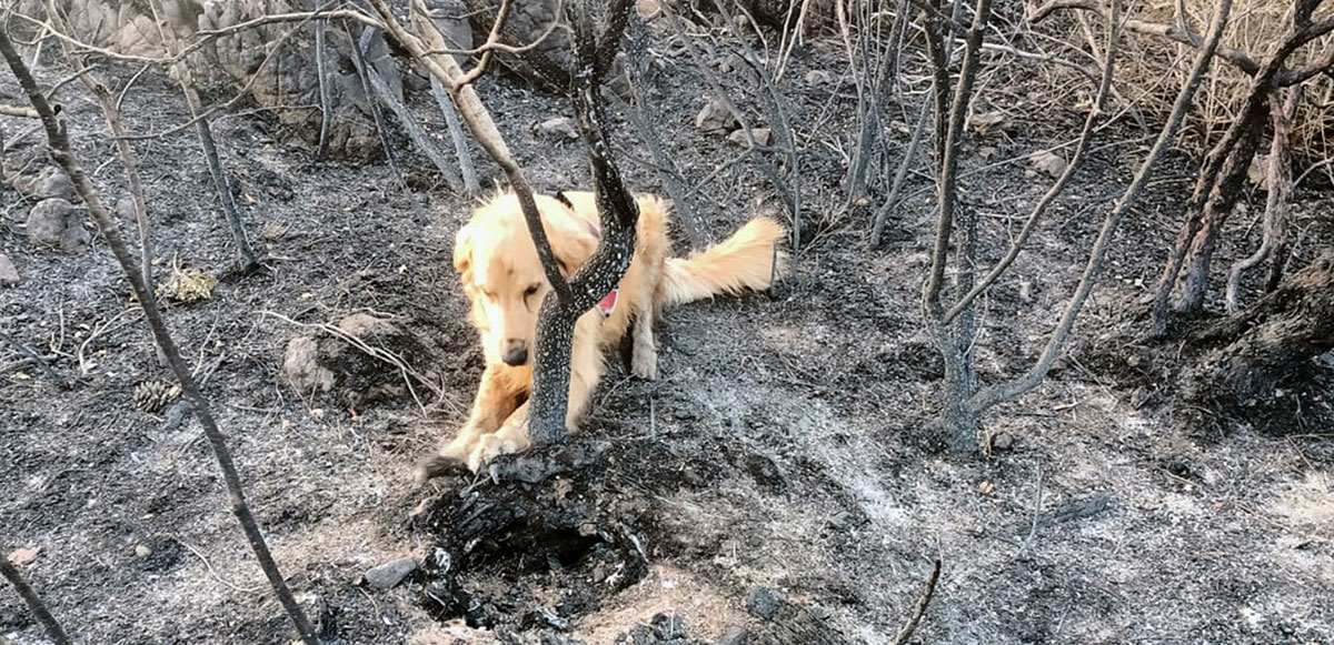 <p>Marmaris Amazon Koyu Bördübet 7 Adalar mevkiinde başlayan orman yangının ardından Antalya’dan Muğla’ya gönderilen yangın tespit köpeği Kadro, yangının başladığı noktalarda hassas burnu ile yanıcı madde kokusuna tepki vermesi için dolaştırıldı.</p>