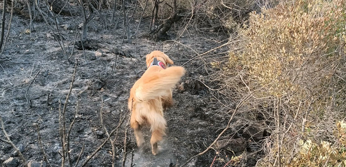 <p>Golden Retriever cinsi, 7 yaşındaki yangın tespit köpeği 'Kadro' Bördübet 7 Adalar mevkiinde eğiticisi nezaretinde bölgede hassas burnu ile yanıcı madde tespiti yaptırılması sonucu yangının çıkış noktasında tepki verdi. </p>