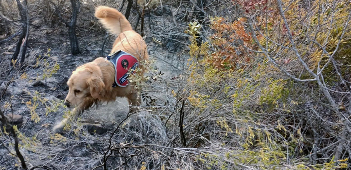 <p>Yangın tespit köpeği Kadro’nun tepki verdiği noktada iki adet benzin bidonu bulundu. Golden Retriever cinsi, 7 yaşındaki yangın tespit köpeği 'Kadro' Türkiye’nin tek yangın tespit köpeği olma özelliğini taşıyor.  Genellikle kundaklama şüphesi olan orman yangınına partneri ile birlikte giden 'Kadro', bölgede hassas burnuyla tarama yapıyor.</p>