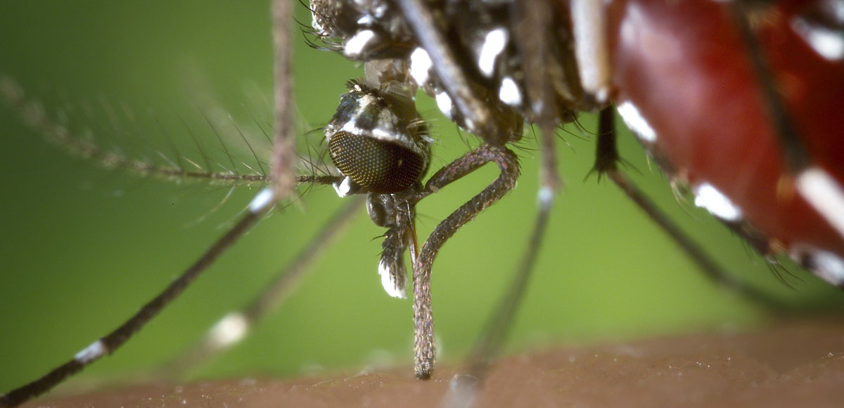 <p>İlk kez 1974 yılında Uganda’da görülen ve Zika ormanlarındaki maymunlarda tespit edilen ‘zika virüsü’ sivrisinekler aracılığıyla insanlara bulaşıyor.</p>