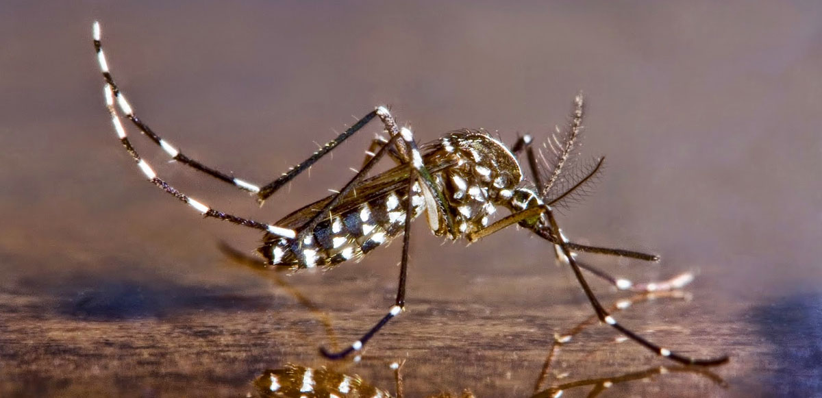 <p>Enfeksiyon Hastalıkları ve Klinik Mikrobiyoloji Uzmanı Dr. Bengisu Ay’ın Sabah Gazetesi’ne yaptığı açıklamarda, zika virüsünün Flavivirus grubundan bir RNA virüsü olduğunu belirterek orjininin hayvanlar olduğunu, insanlara raslantısal olarak geçtiğini söyledi.</p>