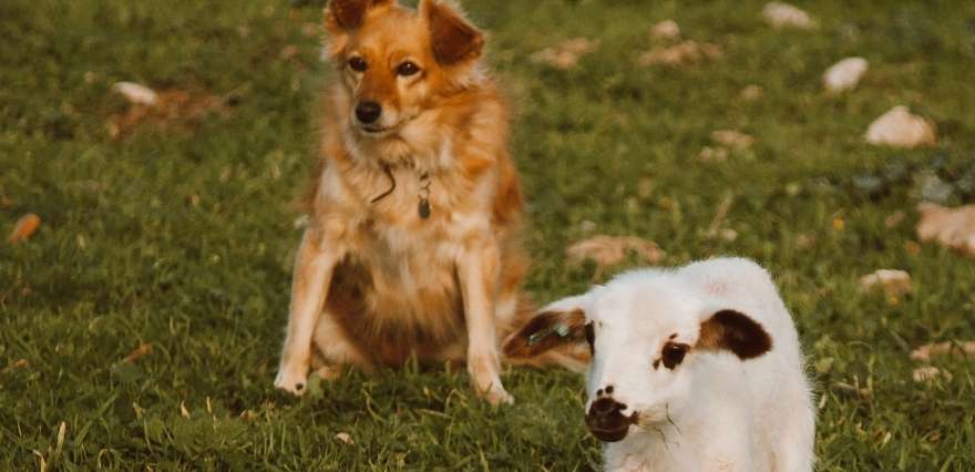 <p>Bununla birlikte, virüs ayrıca keçilerin yüzde 2'sinde ve köpeklerin yüzde 5'inde tespit edildiği de ifade edildi.</p>