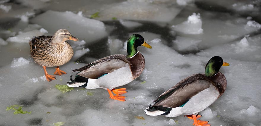 <p>Kuğulu Park'ta bulunan havuz soğuk hava nedeniyle yer yer buz tuttu. Parkın ev sahipleri kuğular ve ördeklerin yaşam alanları, bazı kısımları donan havuzdaki fıskiyelerden çıkan suların buz kalıpları oluşturmasıyla daraldı.</p><p> </p>