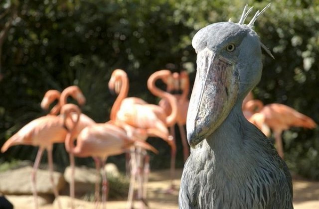 Adından da anlaşılacağı üzere koca bir pabuca benzeyen gagası ile bu kuşa doğu Afrika bölgesinde rastlanıyor. Sudan ve Zambia arasında görülen büyük bir kuş olan Pabuç Gagalının boyu 110 cm ile 152 cm arasınad değişiyor.