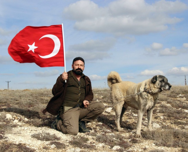 Zeytin Dalı Harekat'ında Mehmetçiğe destek verecek kapasiteye sahip olan ve bulunduğu dar ve geniş alanları koruyabilme özelliğine sahip olan Kangal köpekleri teröristlerin korkulu rüyası olmaya hazırlanıyor. 