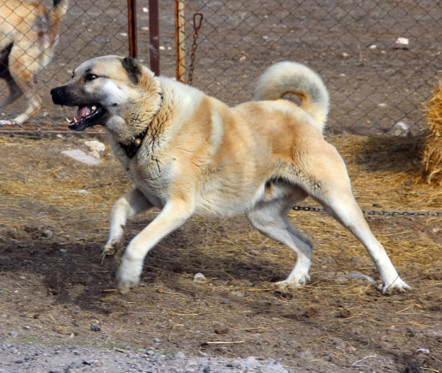 Kangal köpeği yetiştiricisi Hüseyin Yıldız, milli kangallarımızla beraber Afrin'e çok yakında intikal etmeyi düşündüklerini belirterek,