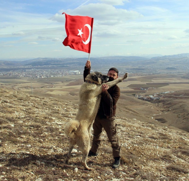 Soğuk havada yetiştirilen ve hareket kabiliyeti yüksek olan Kangal köpekleri gece taarruzunda da bulunduğu bölgeye koruyabilme özelliğine sahip olan ırk olarak ön plana çıkıyor.
