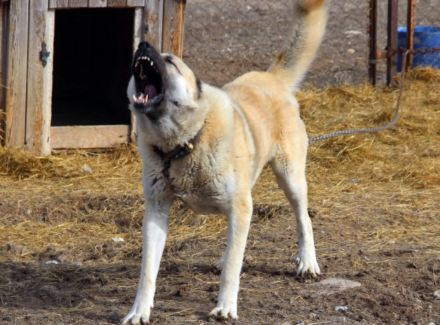 Ve siz kangal köpeğini gündüz değil, gece daha çok aktif görürsünüz. Zaten bizim her alanda, bulunduğu karakollarda, sınırlarda, yaklaşık 5 ile 10 kilometreye yakın bölgeleri taarruz edecek güce ve kapasiteye sahip. Kangal köpeğinin sezileri çok güçlüdür. Hatta dar alanlarda bile kuş uçurtmaz. Amacı ise iç güdüsel olarak sizlere her şeyi alıp verir.