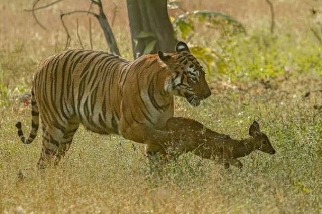 Olay Hindistan'da bulunan Tadoba Andhari Kaplan Rezervi'nde geçiyor. Bir dişi kaplan yavru bir geyiği yakalıyor. Vahşi yaşam fotoğrafçısı olan Souvik Kundu adındaki fotoğrafçıda tüm bu anı fotoğraflıyor. Herkes kaplanın pek tabi yavru geyiği yemesini beklerken herkesi şaşırtan bir şey oluyor.

