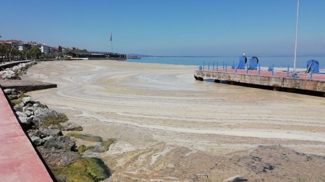 Marmara Denizi kıyılarında görülen müsilaj (deniz salyası), İzmit Körfezi'nde etkisini sürdürüyor. Esen rüzgarla yön değiştirebilen müsilaj, İzmit Körfezi kıyılarında etkili oluyor.