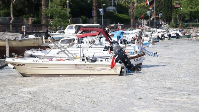 Marmara Denizi kıyılarında görülen müsilaj (deniz salyası), İzmit Körfezi'nde etkisini sürdürüyor. 