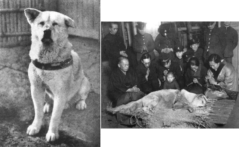Yeni Hachiko duygulandırdı: 6 aydır sahibini bekliyor
