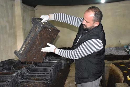 5 milyon solucan besleyip, gübre üretiyor