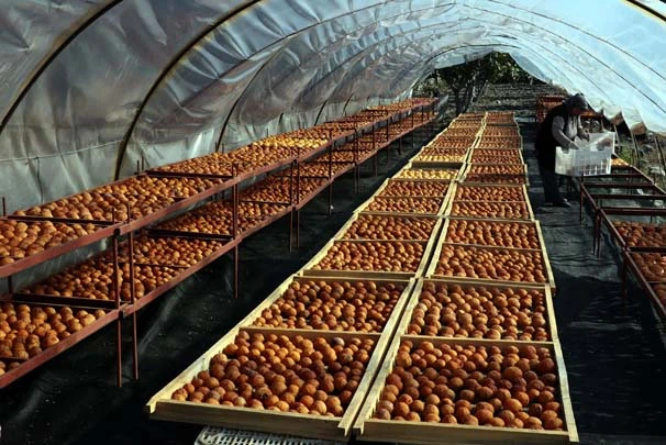 Cennet elmasını kuruttu gelirini katladı