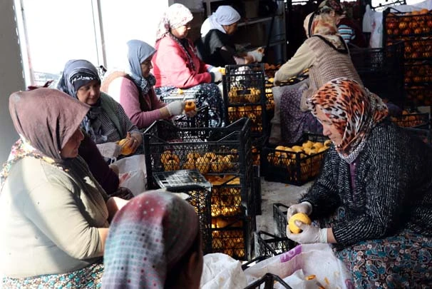 Cennet elmasını kuruttu gelirini katladı