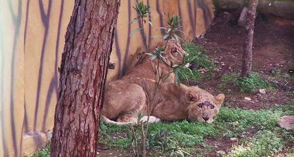 Cumhurbaşkanı Erdoğan'a hediye edilen aslanlar Gaziantep'te