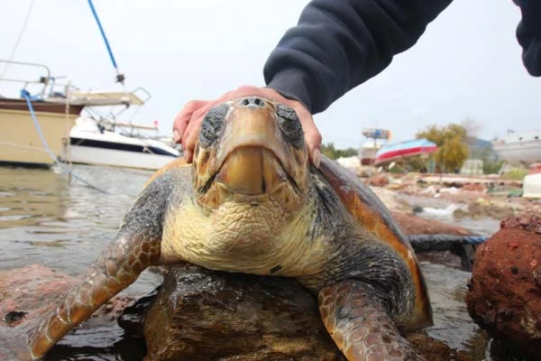 Muğla'da karaya vurdu! Deniz canlısını görenler şoke oldu