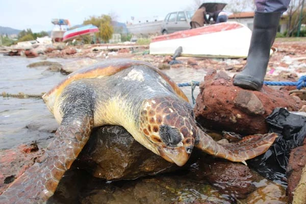 Muğla'da karaya vurdu! Deniz canlısını görenler şoke oldu
