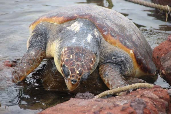 Muğla'da karaya vurdu! Deniz canlısını görenler şoke oldu