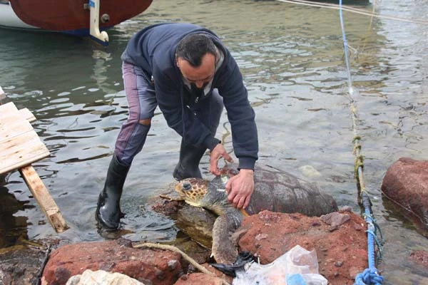 Muğla'da karaya vurdu! Deniz canlısını görenler şoke oldu