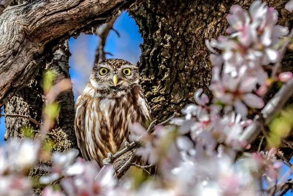Akdamar Adası'na ziyaretçi akını