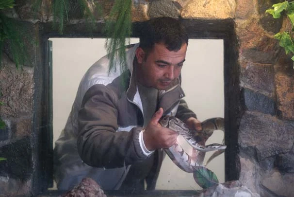Mesleğini bıraktı, yılan bakıcısı oldu