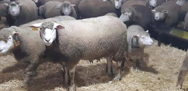 Herkes onların peşinde!  6 ay öncesinden kapora...