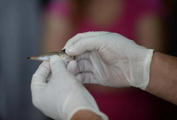 Trakonya balığı Antalyalı kadını hastanelik etti