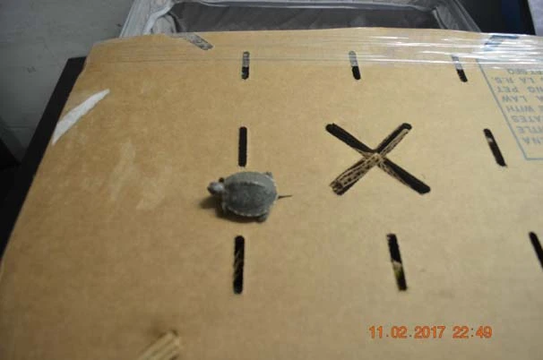 Atatürk Havalimanı'nda 3 valiz dolusu kaplumbağa