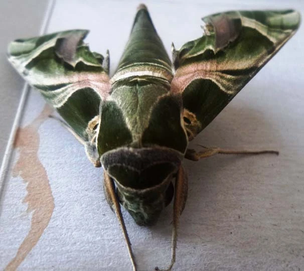 Van’da ender görülen ‘Mekik Kelebeği’ bulundu