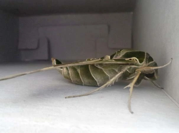Van’da ender görülen ‘Mekik Kelebeği’ bulundu