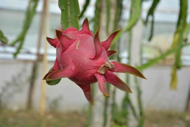 Muğlalı çiftçi ejder meyvesinin hasadına başladı